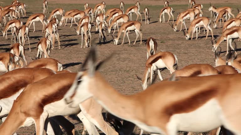 Springbok Walk 64 Springbok Northern Cape Stock Videos, Footage, & 4K Video Clips ...