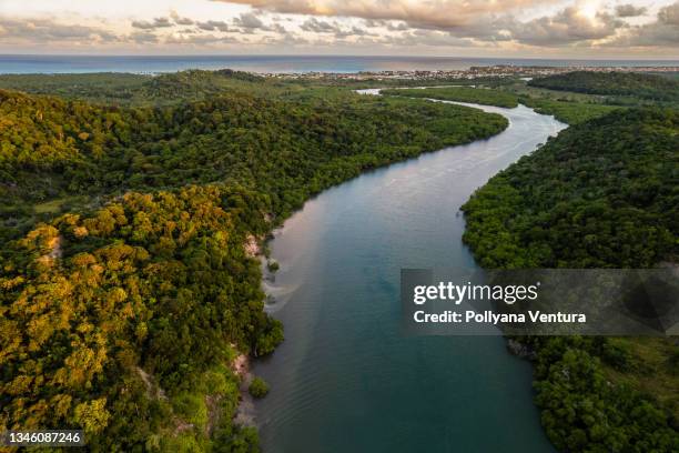 río de la mata atlántica en brasil - río amazonas fotografías e imágenes de stock