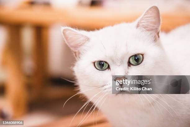 portrait of a british short-haired cat - british shorthair cat stock pictures, royalty-free photos & images