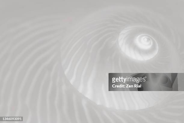 spiral seashell pattern with color converted to white and gray - conchiglia foto e immagini stock