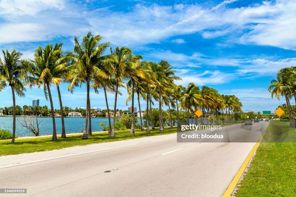 Miami Treee Palm Trees In Miami Beach High-Res Stock Photo - Getty Images