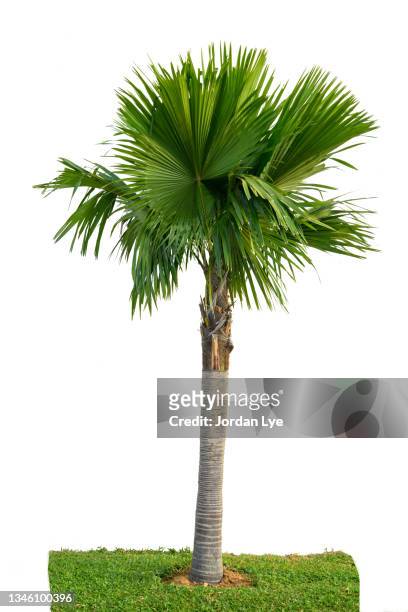sugar palm tree isolate on white background - palm sugar stockfoto's en -beelden