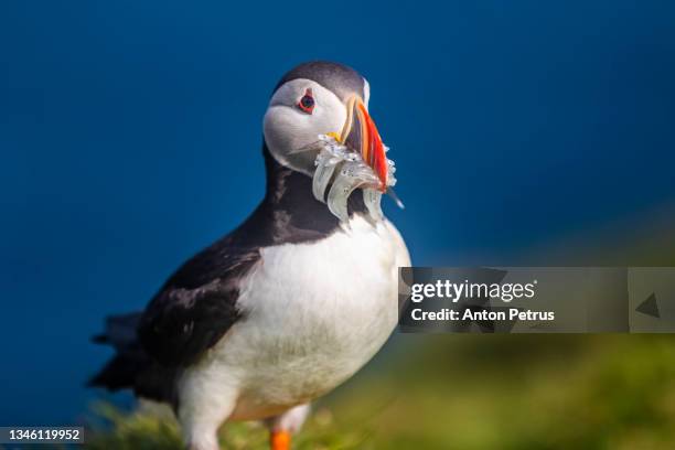 atlantic puffins bird or common puffin with a beak full of eels. mykines, faroe islands - balzaal stock-fotos und bilder