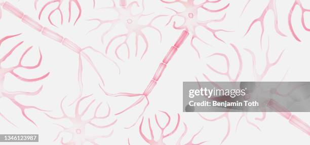 ilustraciones, imágenes clip art, dibujos animados e iconos de stock de red neuronal de células cerebrales, anatomía neuronal, axón de células nerviosas y helaina de mielina - axón mielinado