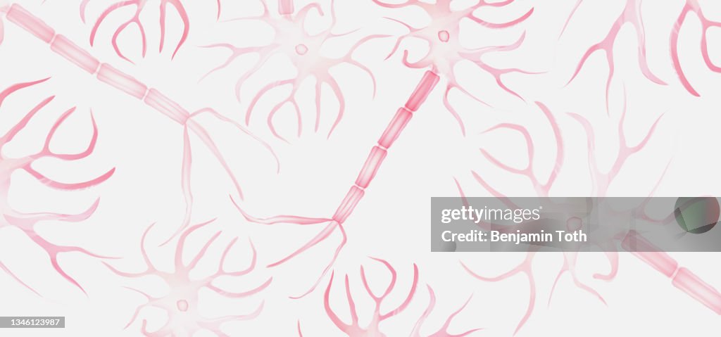 Brain cell neural network, neuron anatomy, nerve cell axon and myelin sheath