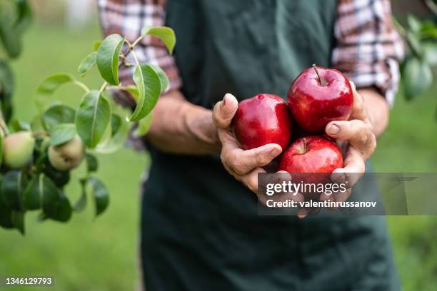 mature farmer holding red apples - hands full stock pictures, royalty-free photos & images