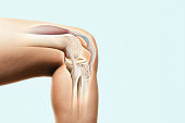 The structure of the knee joint.