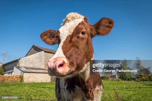 low angle view of a cow head - cow eye stock pictures, royalty-free photos & images