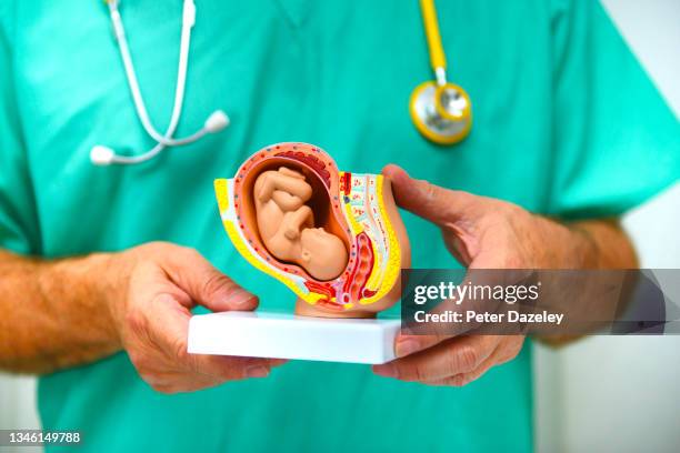 embryo model - fetal presentation stock pictures, royalty-free photos & images