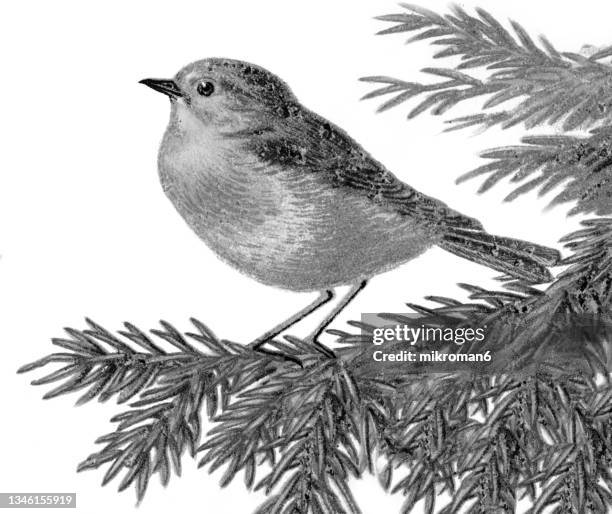 old engraved illustration of ornithology - the european robin (erithacus rubecula) - mark robins bildbanksfoton och bilder