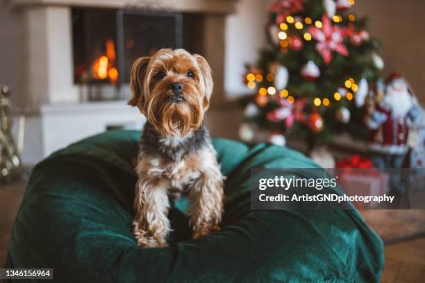 portrait of cute dog in christmas decorated home. - pets christmas stock pictures, royalty-free photos & images
