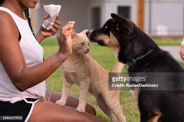unrecognizable woman feeding animals. - of dogs and cats together stock pictures, royalty-free photos & images