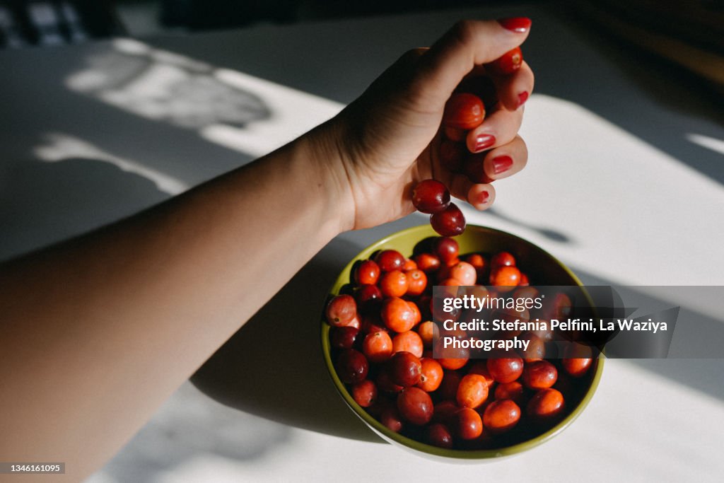 Personal Perspective of Female Hand Placing Cranberries in a Bowl