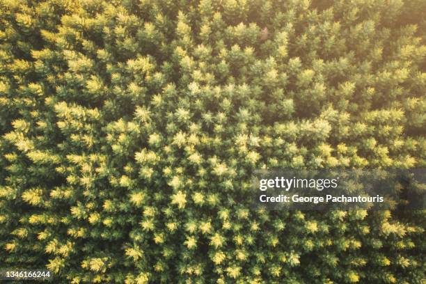 top down aerial photo of dense forest - belgium aerial stock pictures, royalty-free photos & images