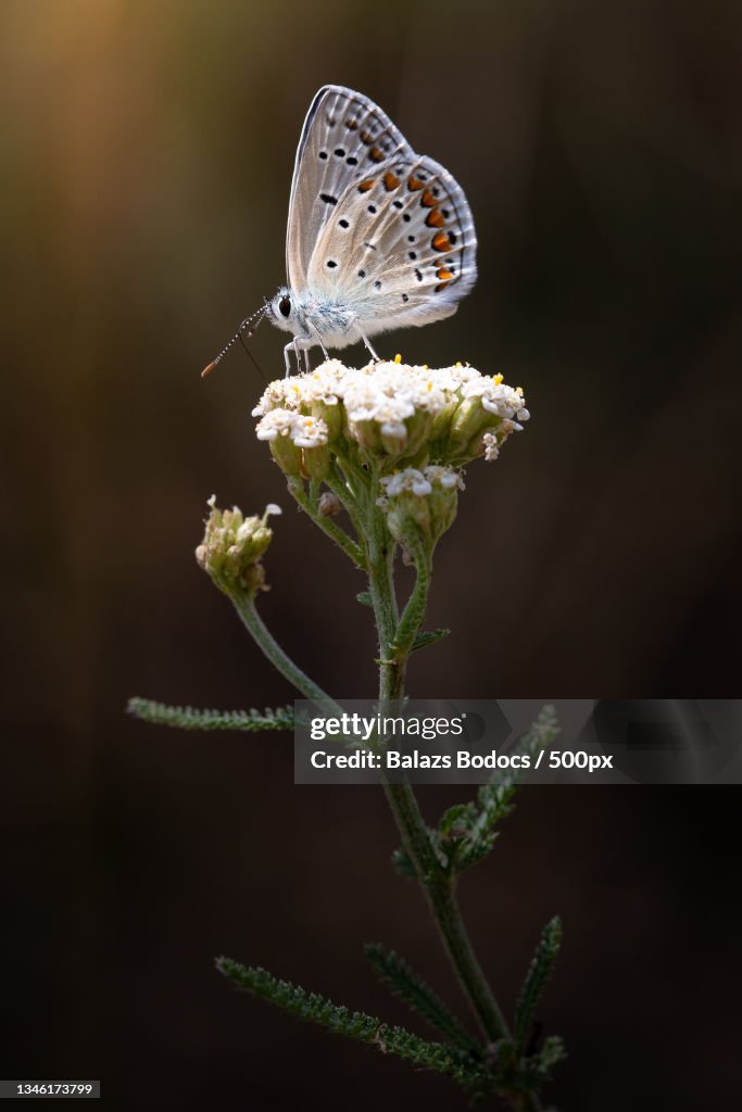 Close-up of butterfly pollinating on flower