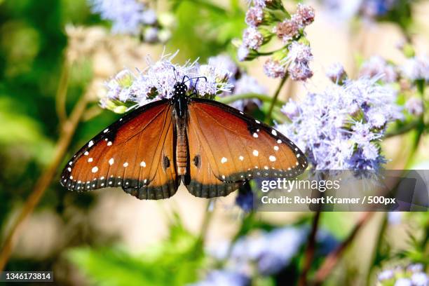 close-up of butterfly pollinating on purple flower,united states,usa - butterfly milkweed stock-fotos und bilder