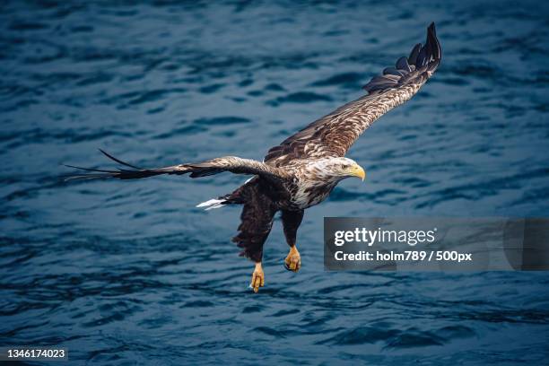 close-up of bald eagle flying over sea,lofoten,norway - 海雕 個照片及圖片檔