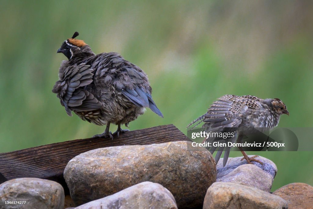 Close-up of birds perching on rock