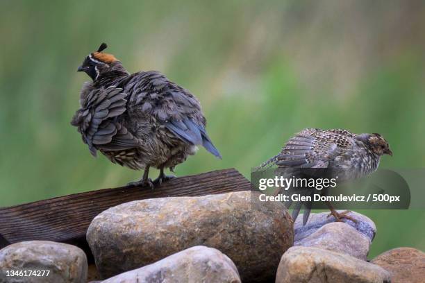 close-up of birds perching on rock - callipepla squamata stock pictures, royalty-free photos & images
