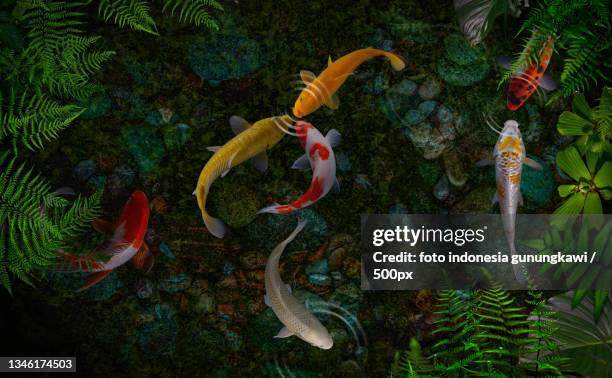 above shot of koi fish swimming in pond,malang,indonesia - koi carp stock pictures, royalty-free photos & images