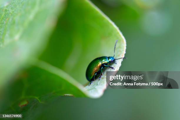 close-up of insect on leaf - chrysolina stock pictures, royalty-free photos & images
