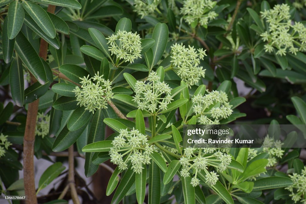 Attractive clusters of greenish buds of flowers of Devil's Tree. Alstonia Scholaris. Apocynaceae family.