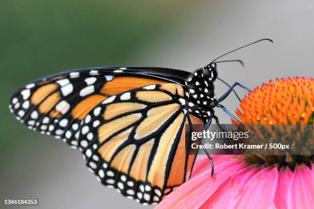 close-up of butterfly pollinating on flower,west ridge,united states,usa - butterfly milkweed stock-fotos und bilder
