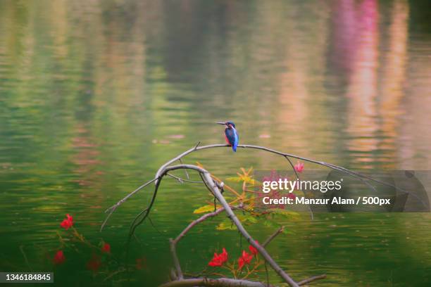 the kingfisher,uttara lake,dhaka,bangladesh - water bird foto e immagini stock