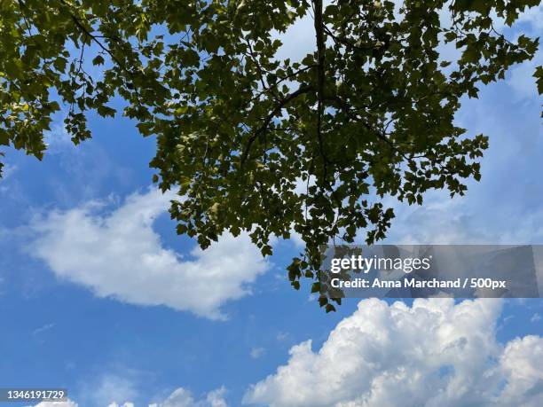 low angle view of tree against sky - marchand stock pictures, royalty-free photos & images