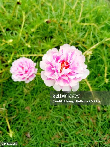 high angle view of pink flowering plant on field - portulak stock-fotos und bilder