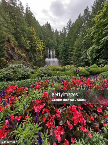 scenic view of flowering plants and trees against sky,butchart gardens,canada - butchart gardens canada stock-fotos und bilder