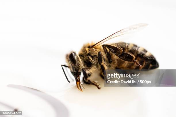 close-up of bee on white background,laim,germany - schwarz farbe foto e immagini stock