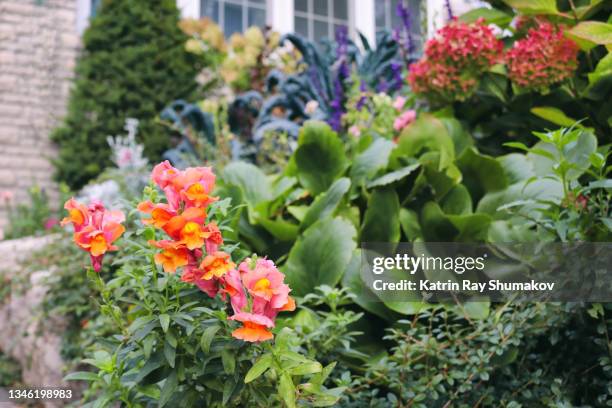 wonder gardens of autumn - antirrhinum majus stockfoto's en -beelden