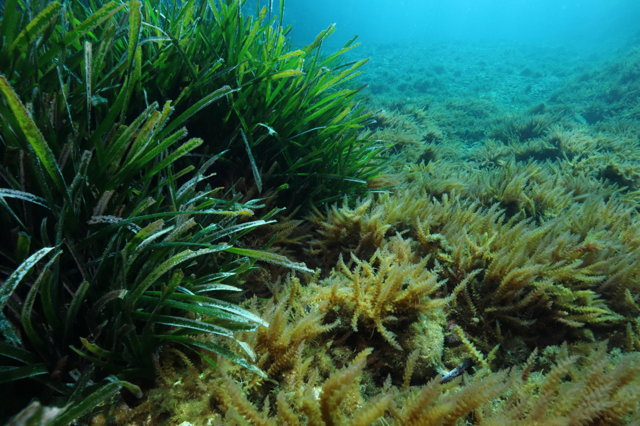 invasive species