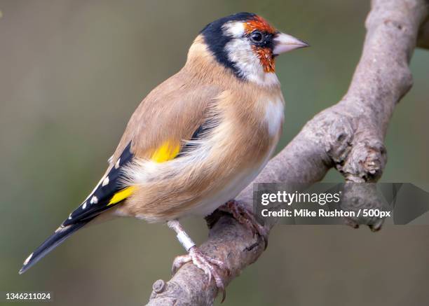 close-up of gold finch perching on branch - carduelis carduelis stock pictures, royalty-free photos & images