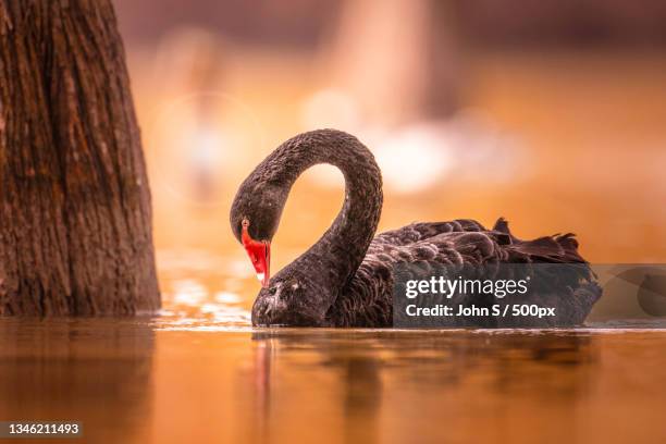 close-up of black swan swimming in lake,nanjing,jiangsu,china - black swans stock pictures, royalty-free photos & images