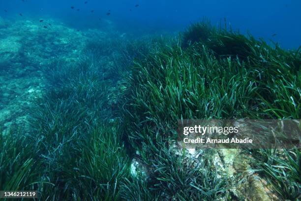 posidonia seagrass meadow - sea grass plant stock pictures, royalty-free photos & images