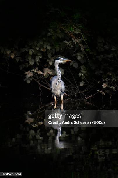 high angle view of great blue gray blue heron perching in lake - heron stock pictures, royalty-free photos & images