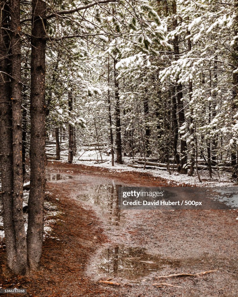 Trees in forest during winter,Yellowstone National Park,Wyoming,United States,USA
