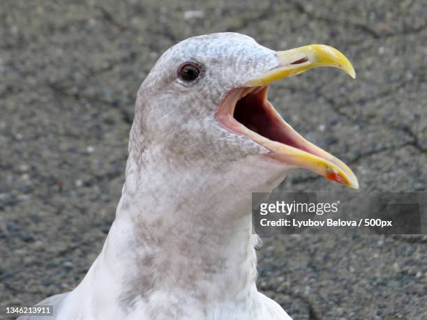 close-up of seagull - muscovy duck stockfoto's en -beelden