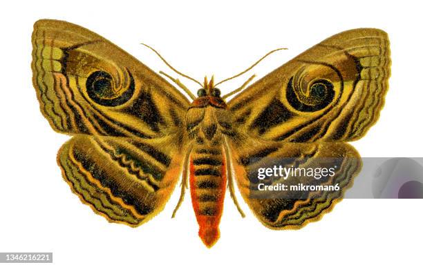 old chromolithograph illustration of spirama helicina moth - papillon de nuit photos et images de collection