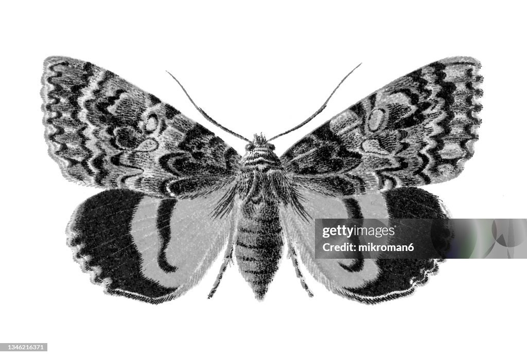 Old chromolithograph illustration of moth, the light crimson underwing (Catocala promissa)