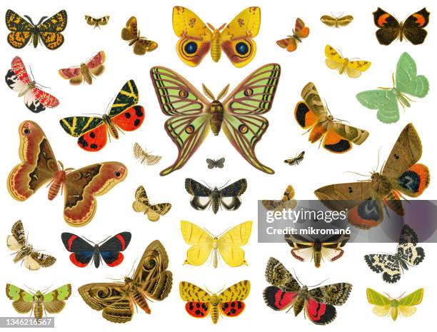 old chromolithograph illustration of moths and butterflies - silk moths stock pictures, royalty-free photos & images