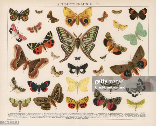 old chromolithograph illustration of moths and butterflies - moth stock pictures, royalty-free photos & images