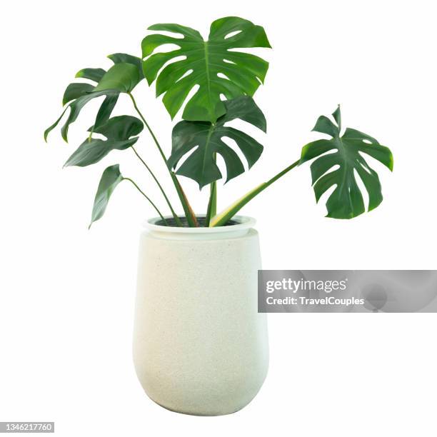 decorative monstera tree planted white ceramic pot isolated on white background. - blumentopf stock-fotos und bilder