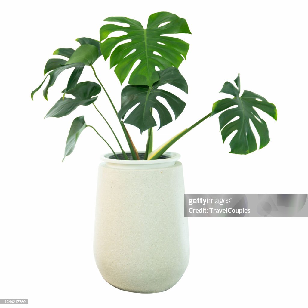 Decorative monstera tree planted white ceramic pot isolated on white background.