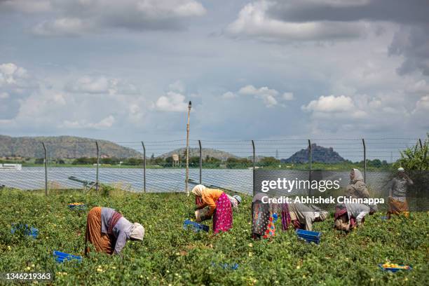 Women pick tomatoes near photovoltaic cell solar panels in the Pavagada Solar Park on October 10, 2021 in Vollur village, Karnataka, India. As the...