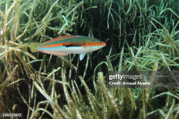 mediterranean rainbow wrasse - wrasses stock pictures, royalty-free photos & images