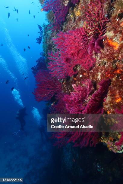 purple gorgonians in the mediterranean sea - aquatic organism stock pictures, royalty-free photos & images