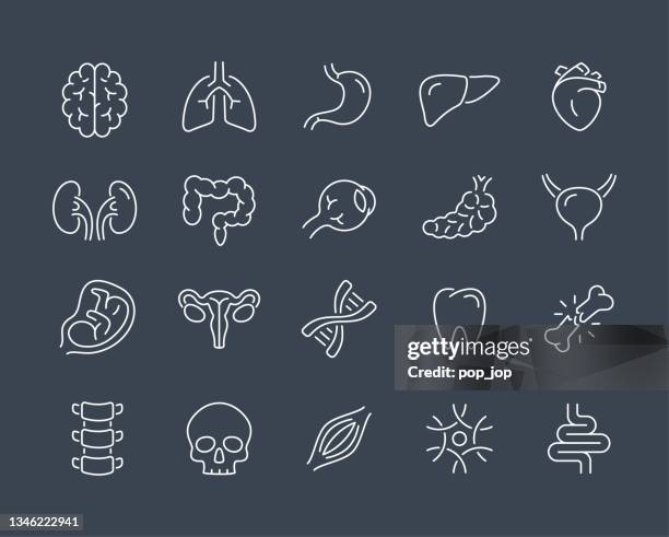 illustrations, cliparts, dessins animés et icônes de anatomie des organes humains - icônes de ligne. contour modifiable. illustration vectorielle. arrière-plan sombre - coeur organe interne